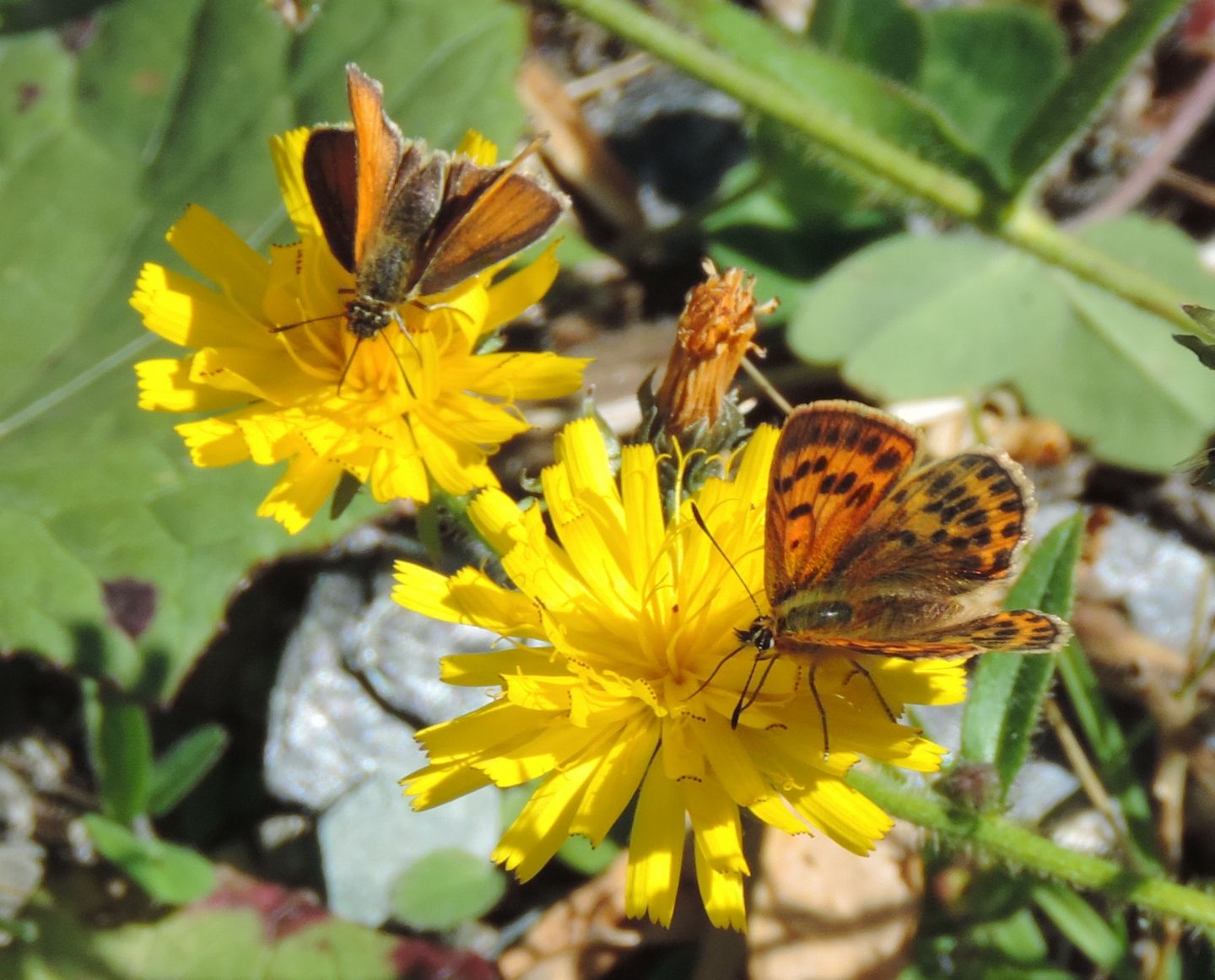 coppia di Lycaena da identificare